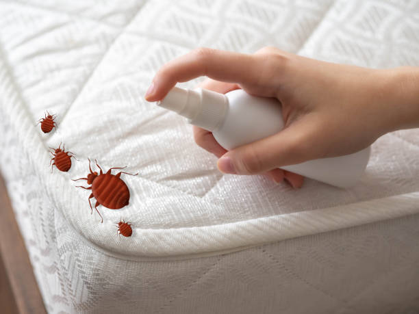 Professional Pest Control in Brownsville, PA